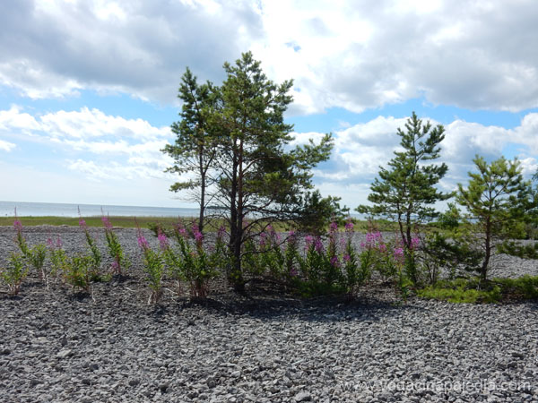 DSCN0600